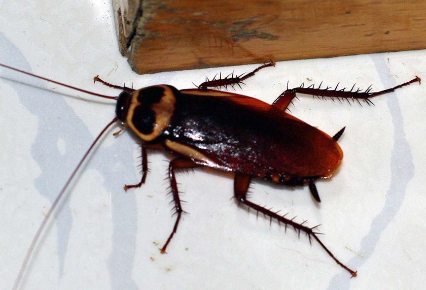 Why do bugs invade my home when it rains?
