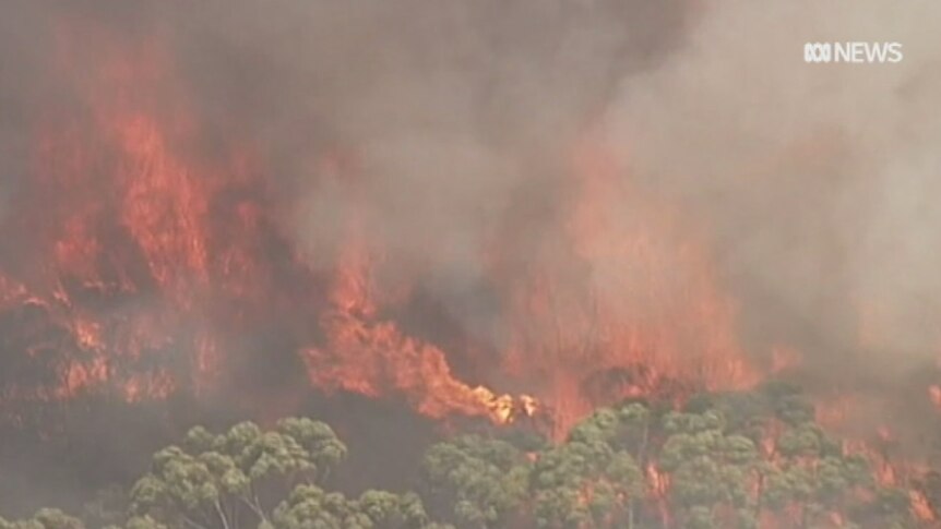 Flames burn trees with smoke