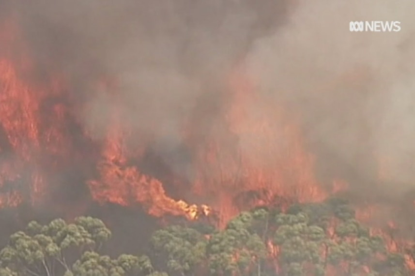 Flames burn trees with smoke