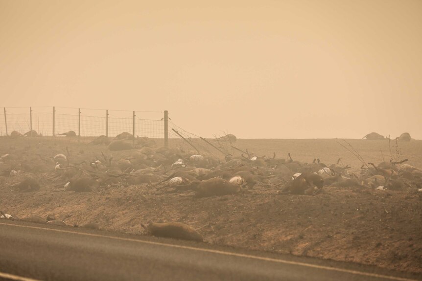 Dozens of dead livestock on the side of the road, outside Batlow.