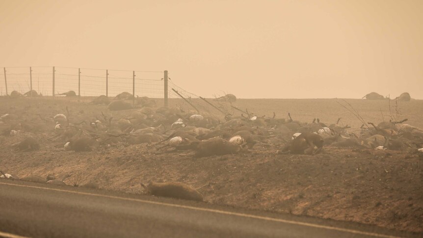 Dozens of dead livestock on the side of the road, outside Batlow.