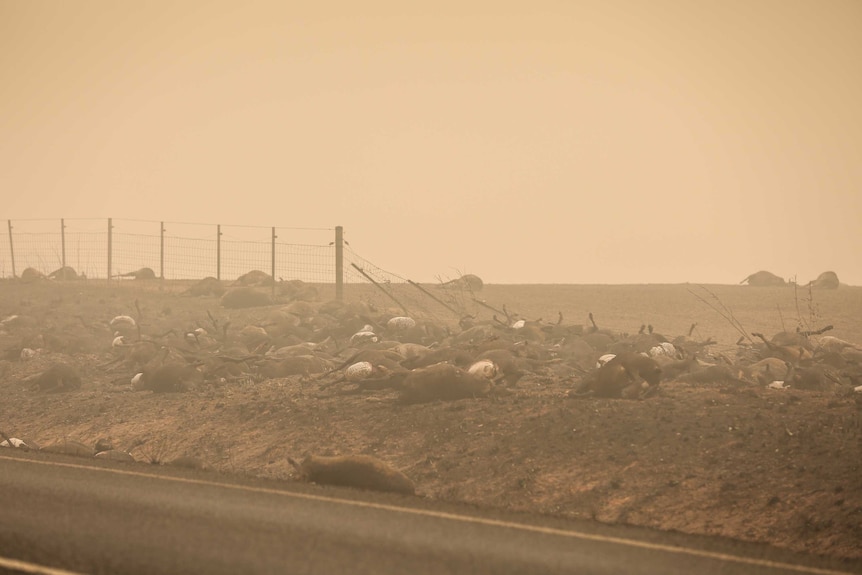 Dozens of dead livestock on the side of the road, outside Batlow.