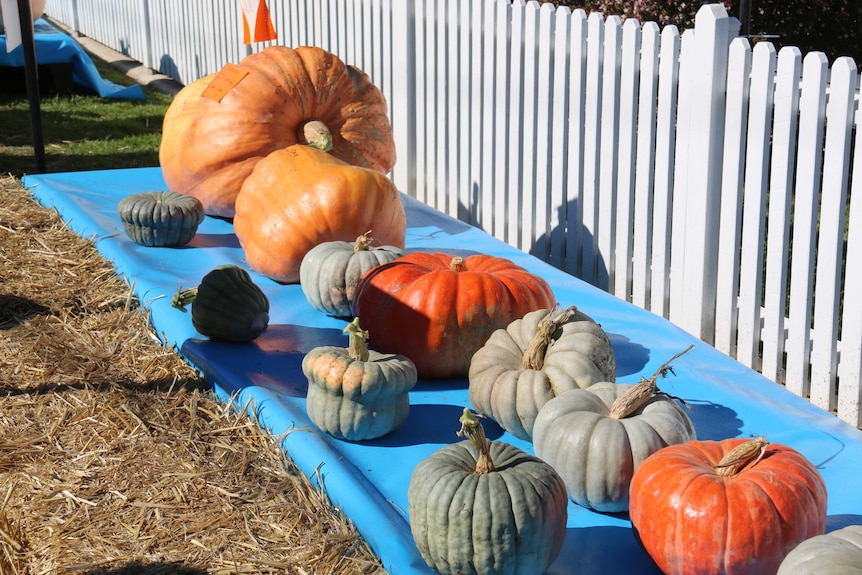 Several large pumpkins.