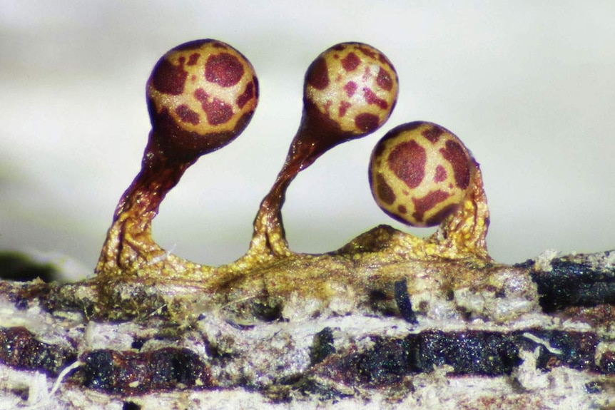 Trichia botrytis, microscopic organism.