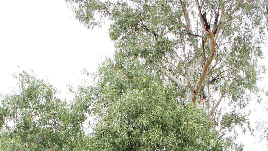 A mid-range shot of Gunnar Nielson looking at his largest quandong tree. Tree is about 10 metres high.