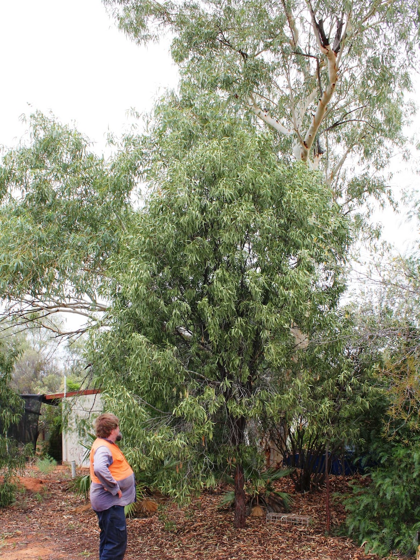 A mid-range shot of Gunnar Nielson looking at his largest quandong tree. Tree is about 10 metres high.