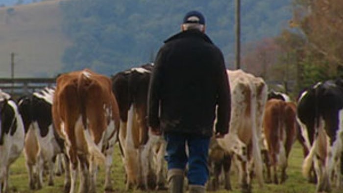 A dairy farmer walks with his cows generic thumbnail