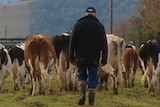 A dairy farmer walks with his cows generic thumbnail