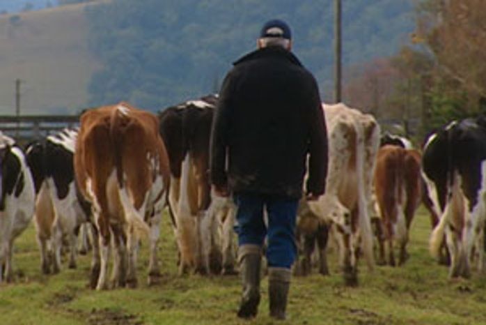 A dairy farmer walks with his cows generic thumbnail