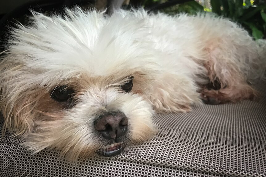 A small white dog curled up on a seat cushion.