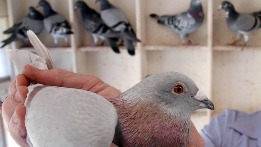 The DPI has bans in place to prevent the spread of bird disease