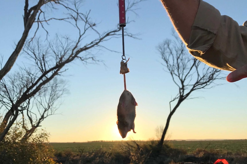 A mouse hangs from a scale to be weighed.