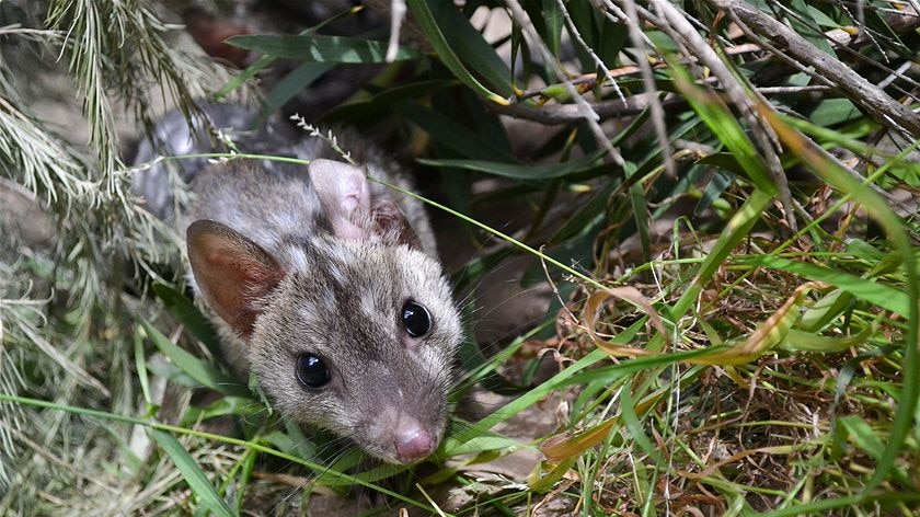 Baby western quoll