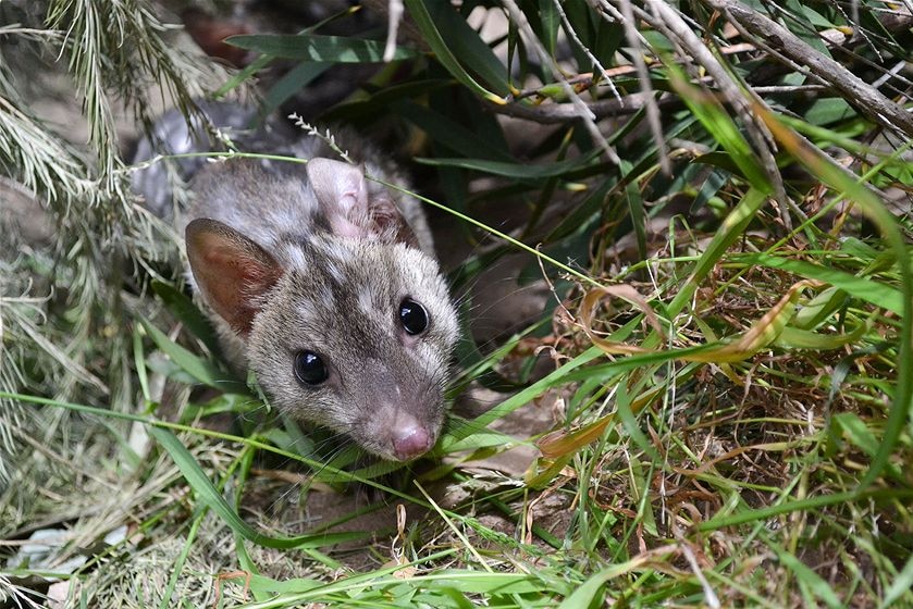 Image of a baby western quoll in long grass