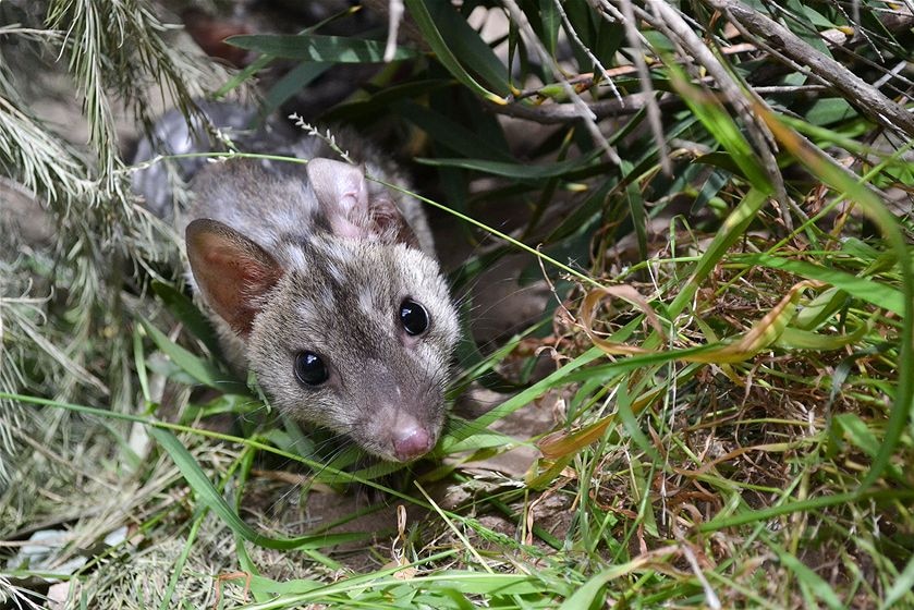 Baby western quoll