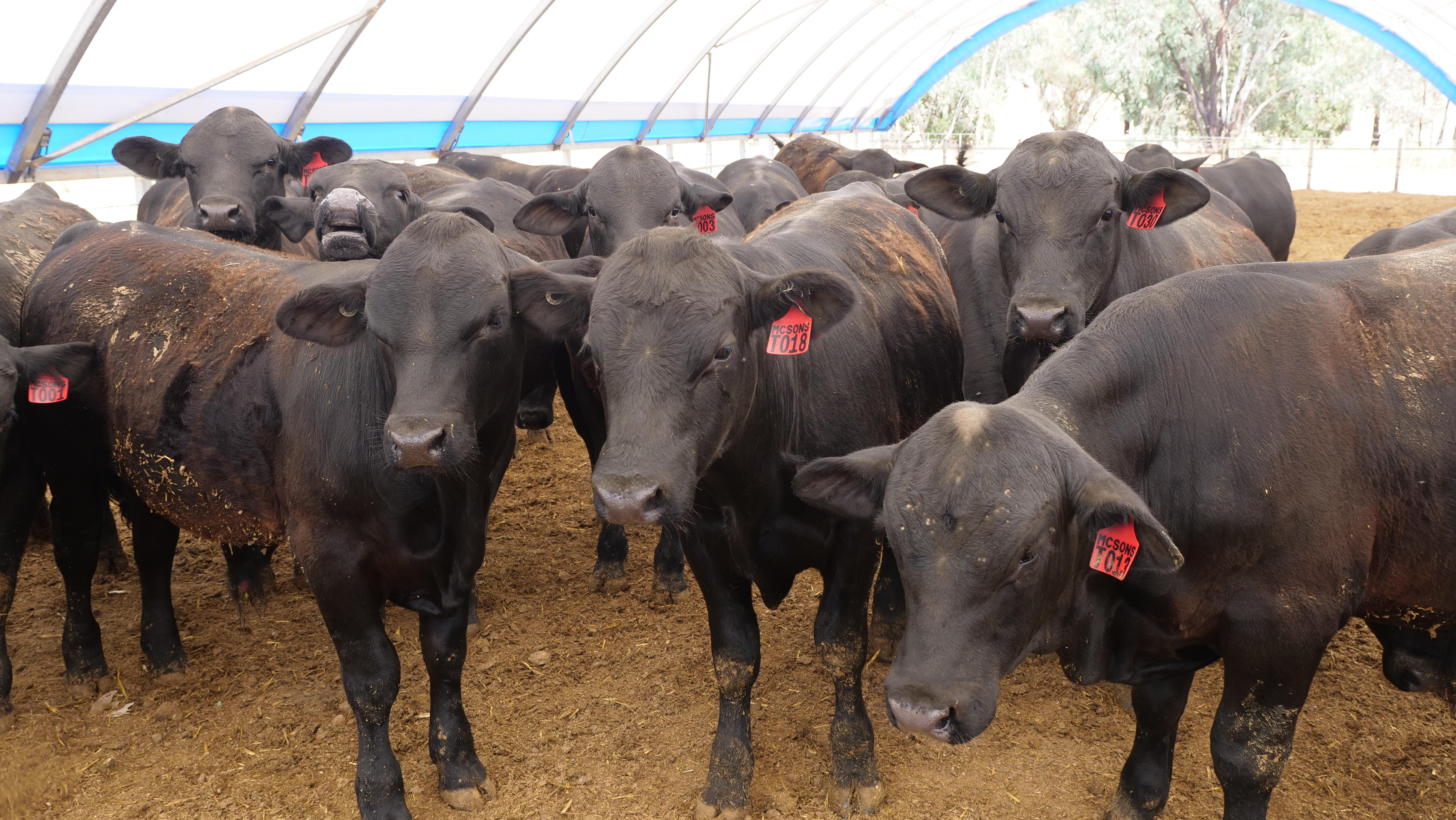 Farmers first and foremost, these gay graziers are breaking stereotypes