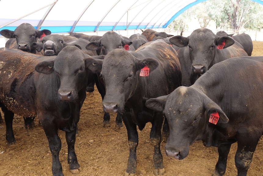 A group of black cows looking at the camera. 