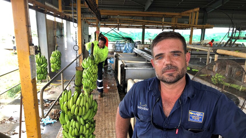 An emotionally distraught farmer stands in his banana packing shed the day after his crop was destroyed by a mini cyclone.