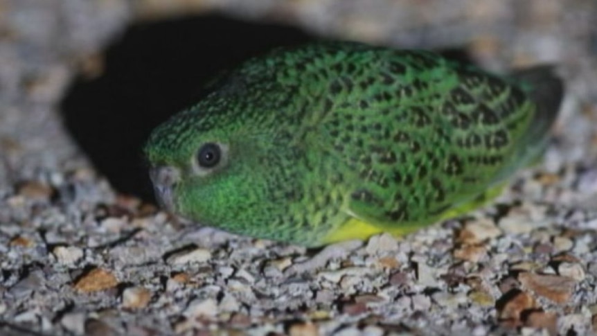 A rare night parrot in western Queensland
