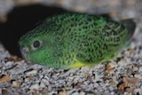 A rare night parrot in western Queensland