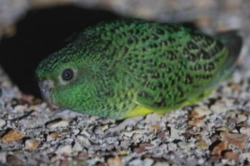 Rare night parrot to be protected by exclusion zone