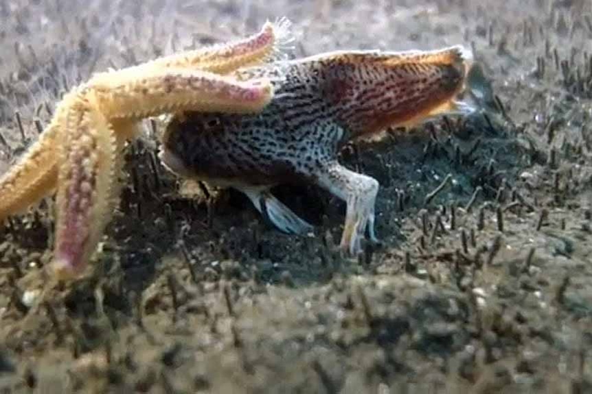 Starfish atop a spotted handfish