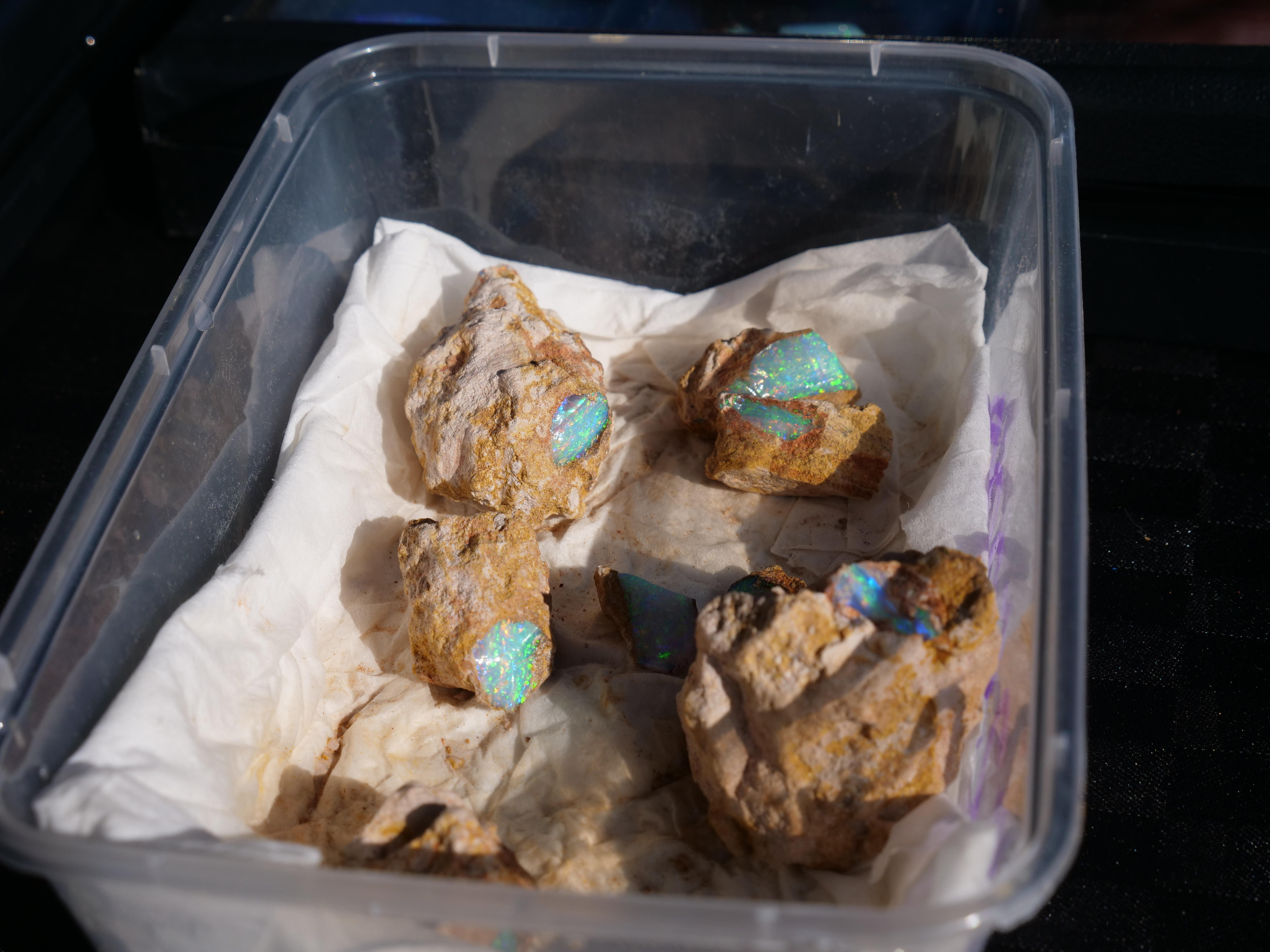 A plastic tub containing several brown rocks with exposed sections of opal.