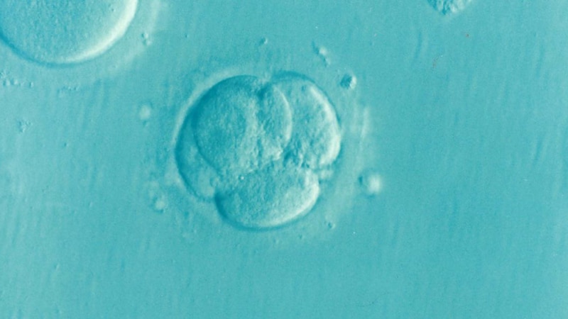 Generic image of a human embryo