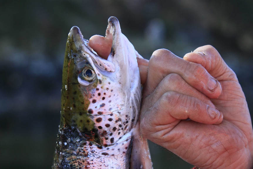 Man holds salmon