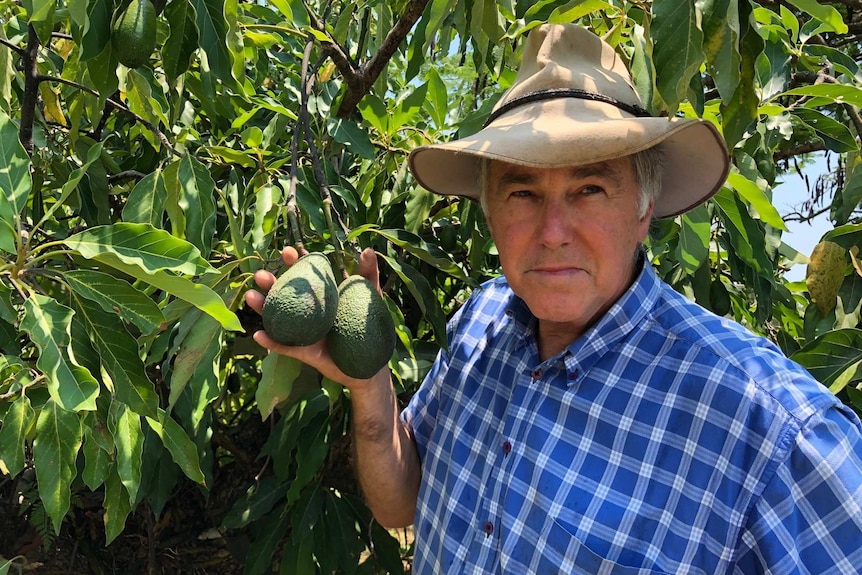 Gold Coast organic farmer David Freeman holding avocados on a tree