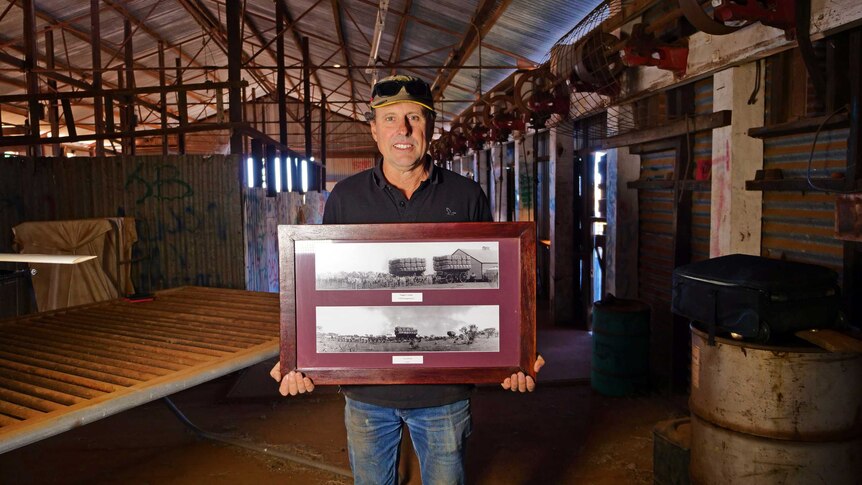Man stands in shearing shed holding an old black and white photo