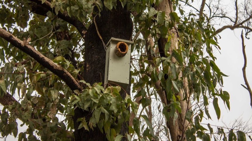 A nesting box in a tree in Stoneville