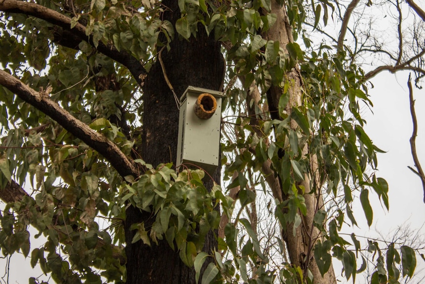 A nesting box in a tree in Stoneville