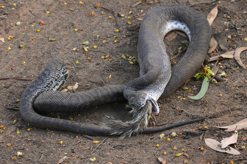 A large grey snake in the ugly process of swallowing a marsupial
