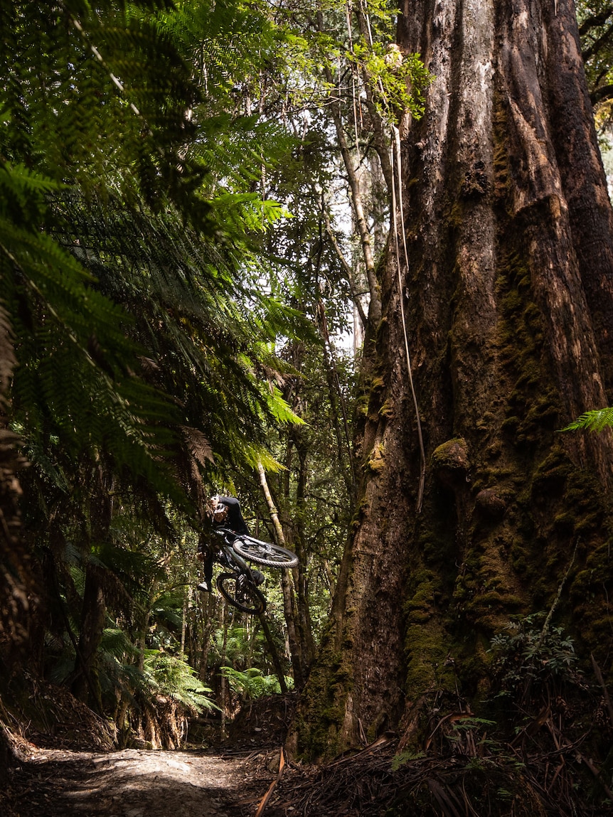 A mountain biker takes a jump in a forest.