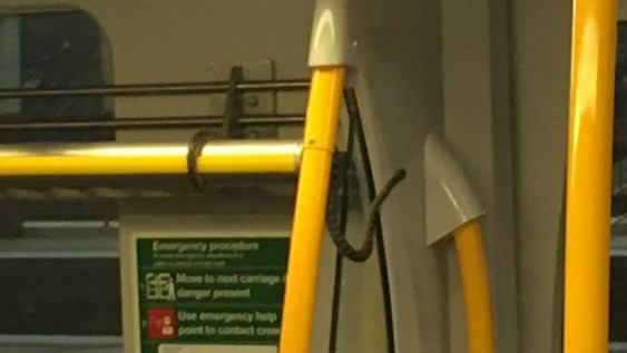 A snake on a train.