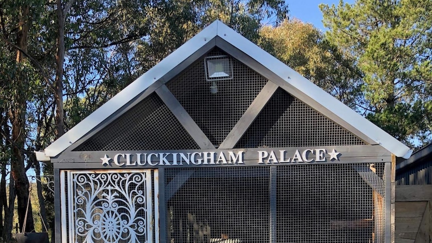 The chickens of Cluckingham Palace never go without