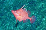 A bright red fish with white spots.