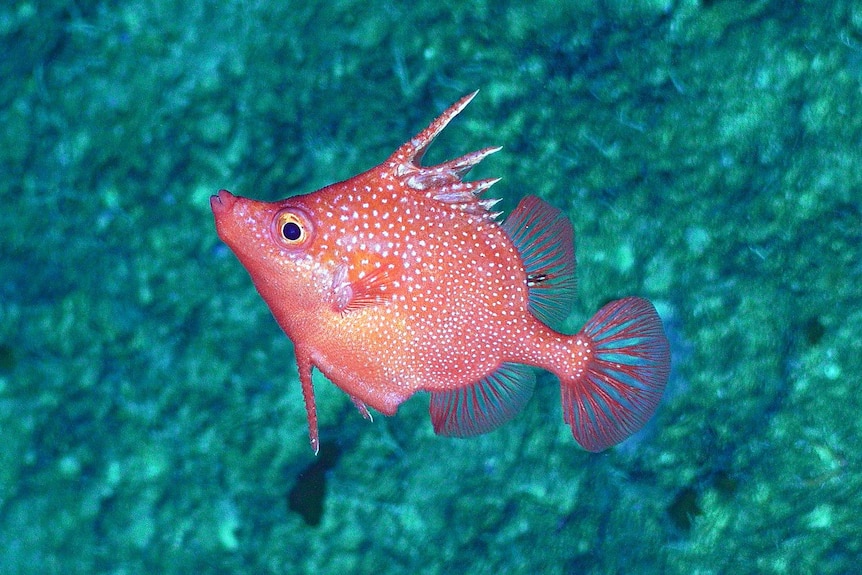 A bright red fish with white spots.