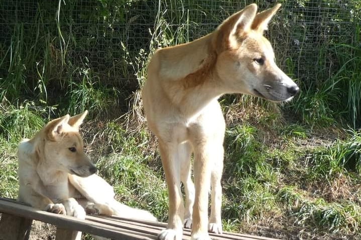 Two dingos sitting on a crate.