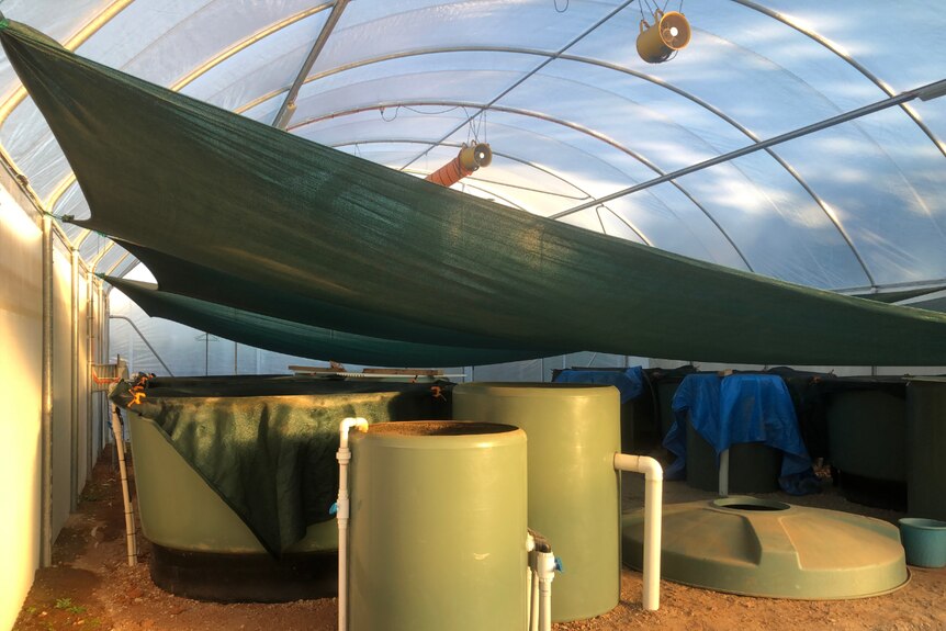 Tanks under a shade cloth in the greenhouse.