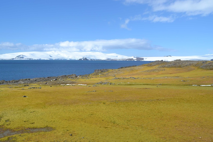 Green Island moss bank with icebergs in background