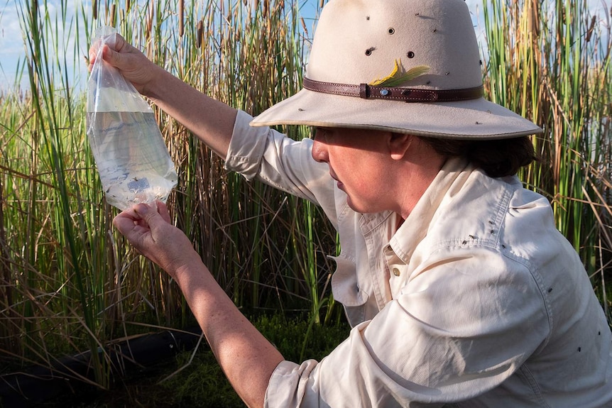 A woman in a hat crouches down among reeds and looks at tiny fish in a clear plastic bag filled with water.