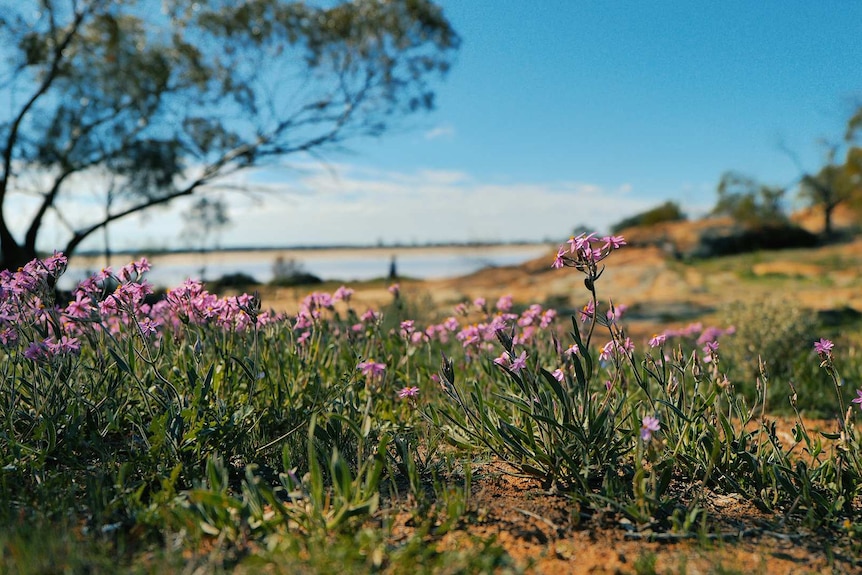 The wheatbelt is attracting record tourists this wildflower season
