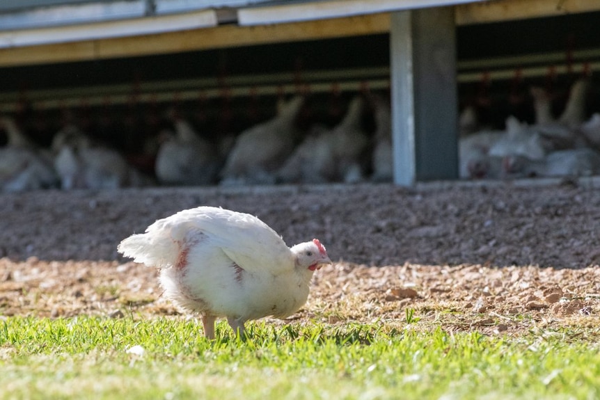 Chickens ranging