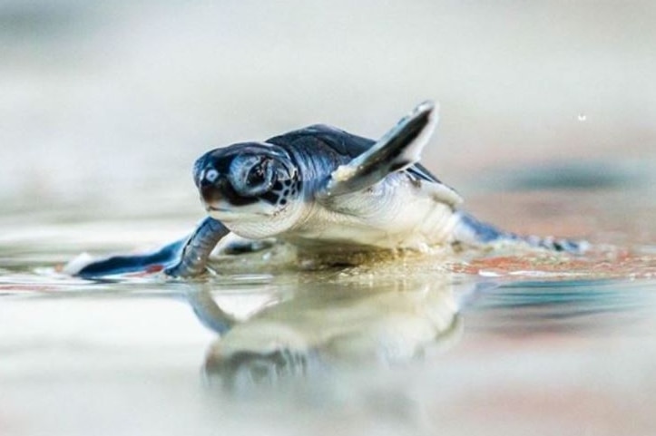 A close-up of a turtle hatchling on top of the water.