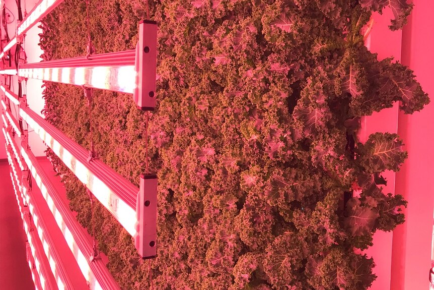 Kale growing vertically on the farm in front of pink LED lighting.
