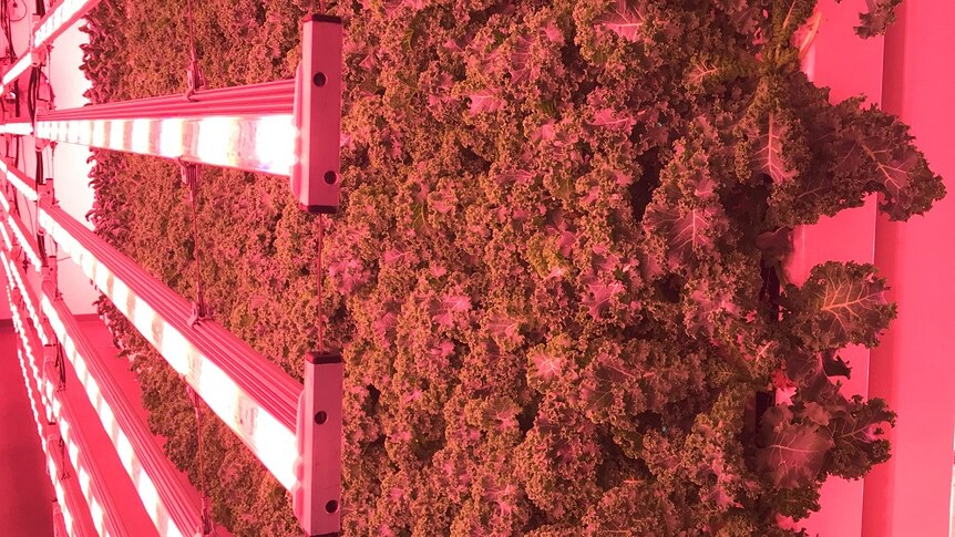 Kale growing vertically on the farm in front of the pink LED lighting.