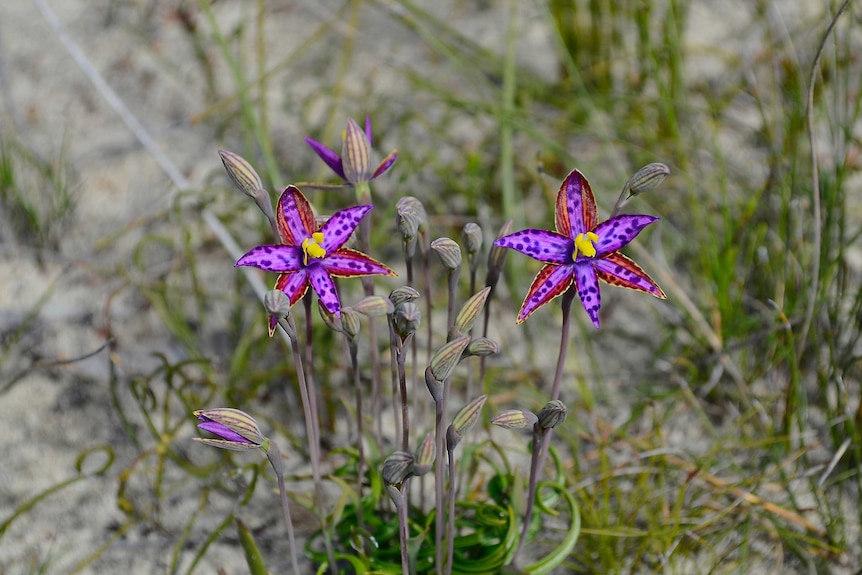 A group of Queen of Sheba orchids flowering in the bush.