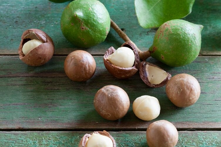 Macadamias pulled fresh from the tree are sitting on a bench top, some cracked, some still in the shell.